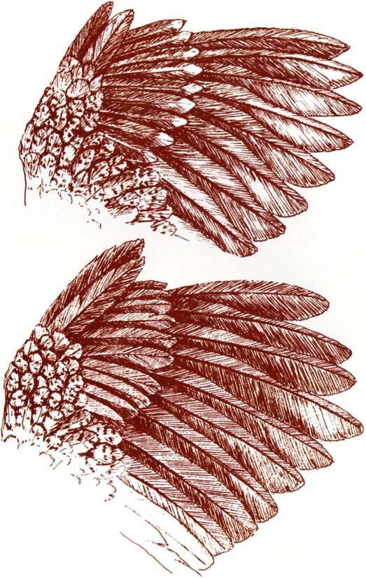 wing. For example, the wing coverts, the row of feathers that lays over the top of the large flight feathers, are tipped in white on juvenile birds, top, but are a uniform gray on adult quail, bottom