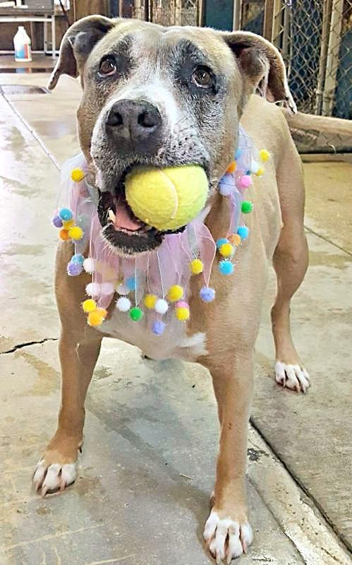 Meet "Blue" Blue is an 8-year-old Pit Bull Mix that is in search of her forever home.