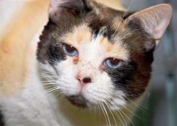 Meet "Layla" If you have been to our cat adoption rooms at the Key West Campus, chances are you've met Layla.