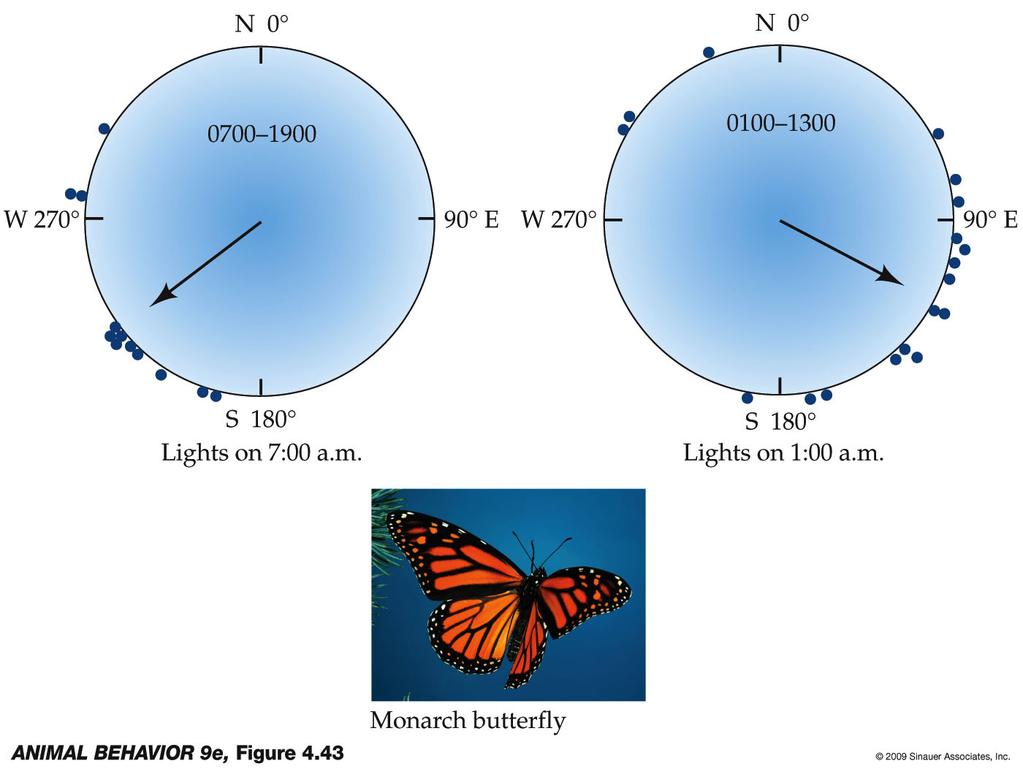 Experimental manipulation of the butterfly