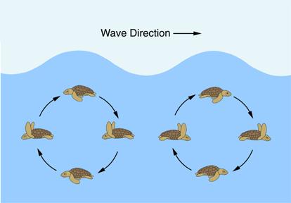 Finding Open Ocean The hatchlings use wave direction to navigate