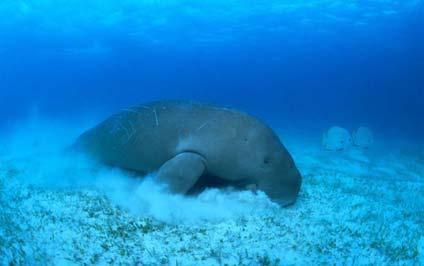 Dugongs (Dugong dugon) Gentle, sociable dugongs are sometimes called sea cows for their habit of grazing on seagrass. Dugongs live their entire lives in the marine environment but are airbreathing.