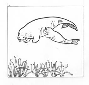 Dugong mothers are very attentive and communicate with their young through chirps and high-pitched squeaks and squeals.