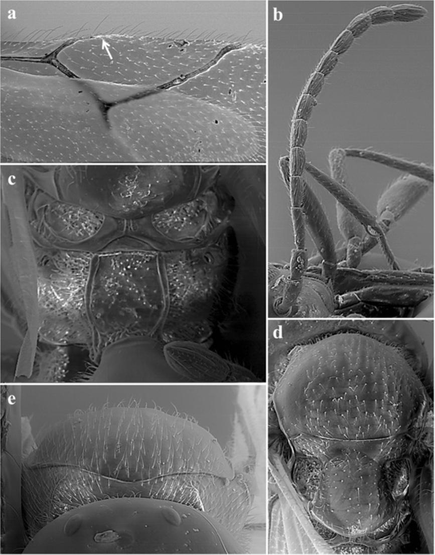 Ferrer-Suay et al. Zoological Studies 2013, 52:41 Page 13 of 26 Figure 13 Phaenoglyphis asiatica Ferrer-Suay and Pujade-Villar sp. nov.
