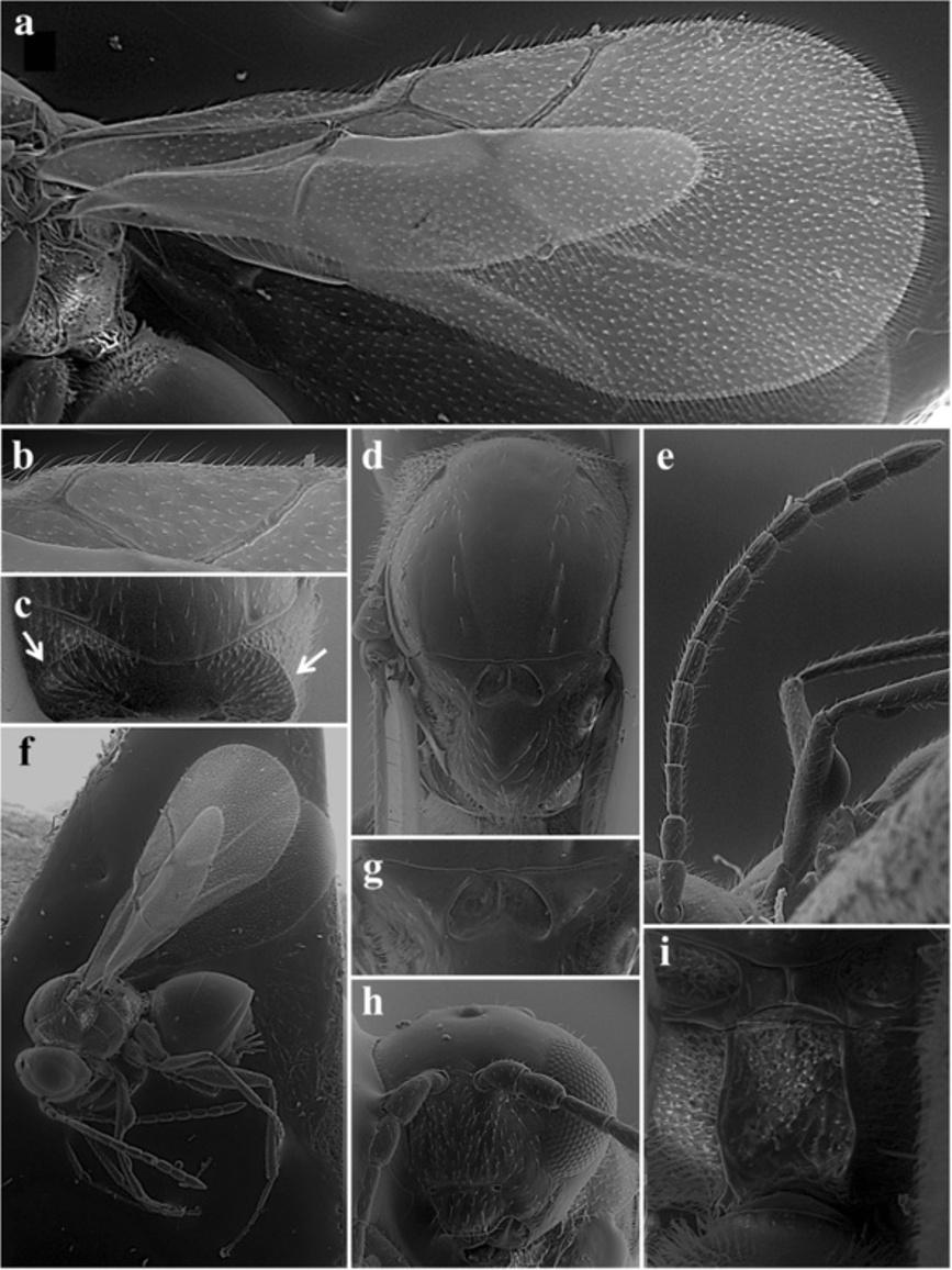 Ferrer-Suay et al. Zoological Studies 2013, 52:41 Page 16 of 26 Figure 16 Phaenoglyphis japonica Ferrer-Suay and Pujade-Villar sp. nov.
