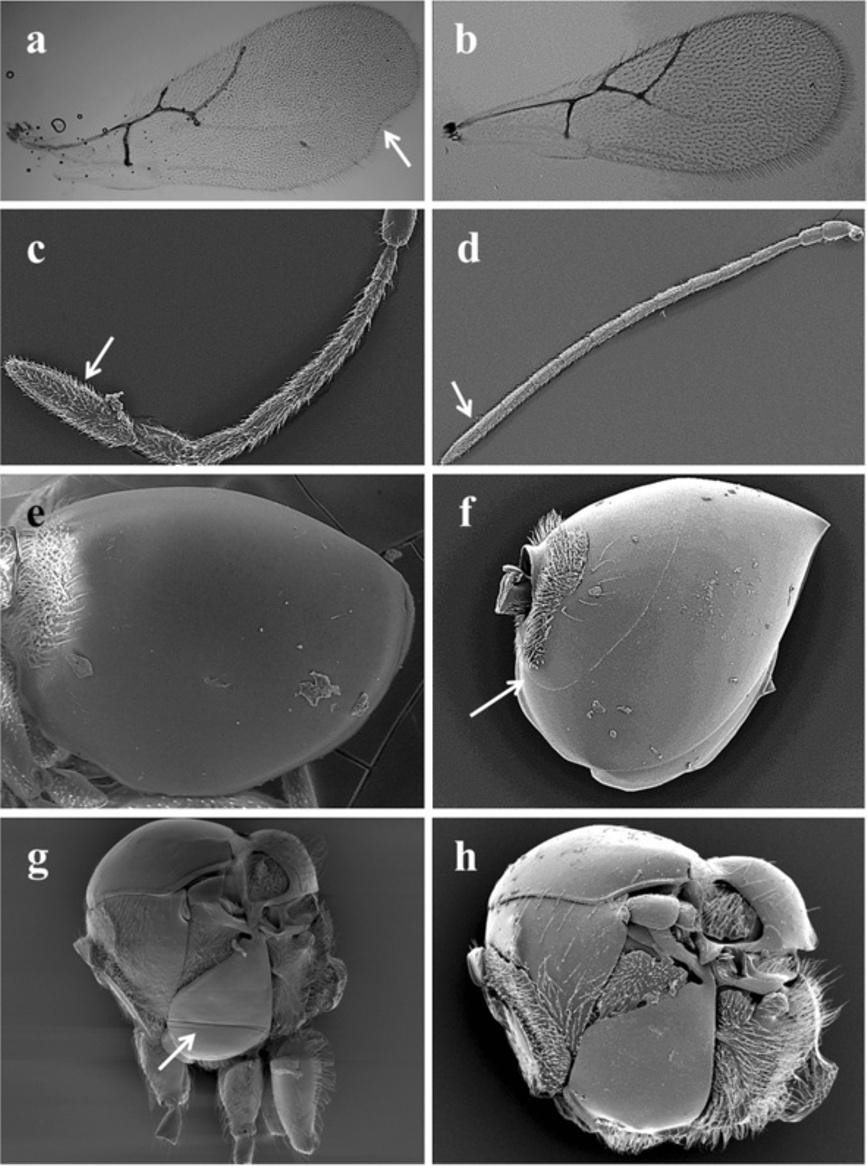 Ferrer-Suay et al. Zoological Studies 2013, 52:41 Page 3 of 26 Figure 1 Morphological characters of the Charipinae.