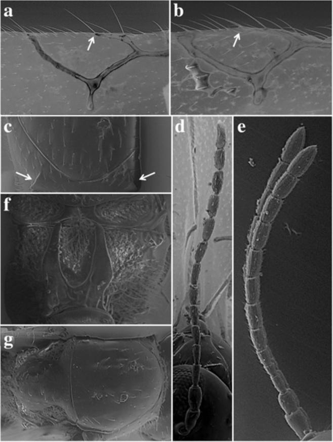 Ferrer-Suay et al. Zoological Studies 2013, 52:41 Page 6 of 26 pedicel and F2, and F2 is shorter than F3 (Figure 2e); radial cell of A. castanea is 2.4 times as long and as wide (Figure 5c), 2.