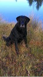 Wags and Brags HRCH Birchangreen s Rising Tide MH MNH6 QA2 passed his 6th consecutive Master National in Cheraw, SC this Fall. Tide is bred and owned by Nona King of Birchangreen Labradors.