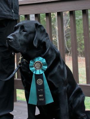 Wags and Brags Rainer Fuchs's Jack finished his AKC obedience novice title and is now Pleasant Pine's Cracker Jack CD.