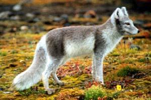raccoons arctic foxes wolves 1954 present