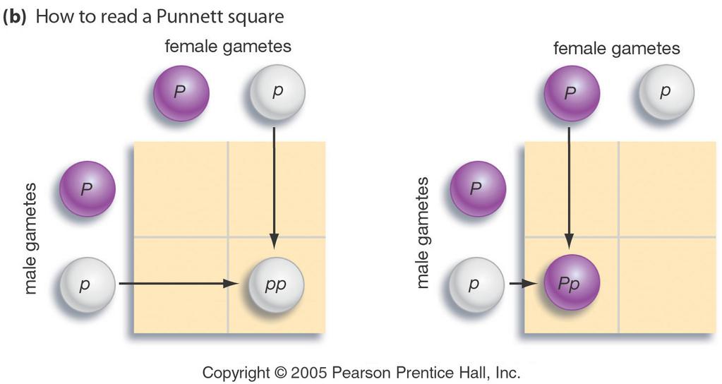 Punnett Squares: What are they and why do we use them?