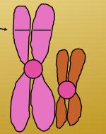 Sex-linked disorders. Females have two X chromosomes. One is used as a back-up gene in case the other becomes damaged.