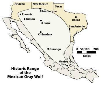 Mexican Gray Wolves once ranged from central Mexico to southwestern Texas,
