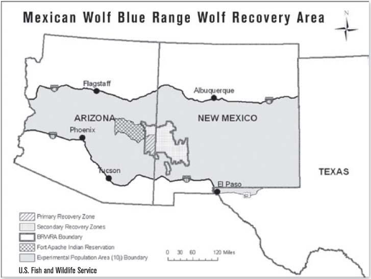 Today, the Mexican Gray Wolf has been reintroduced to the Apache National Forest