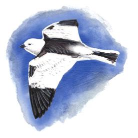 Identification of adult gulls in Finnmark WWW.BIOFORSK.