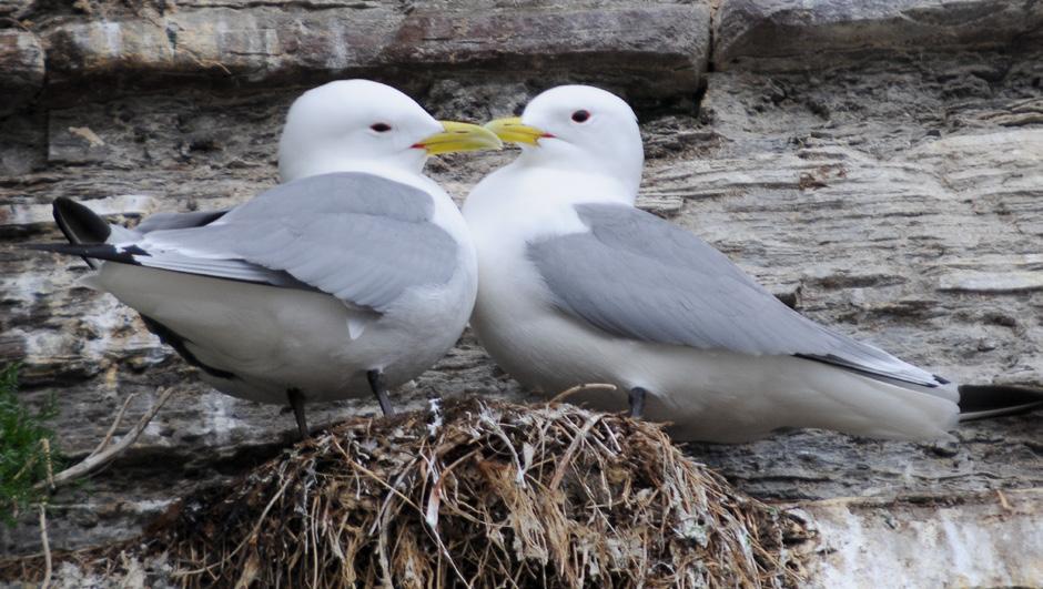 65% of the Norwegian Kittiwake population breeds in Finnmark Winters on the open sea in the North Atlantic Return to the colony where they were born when they are 2-3 years old.