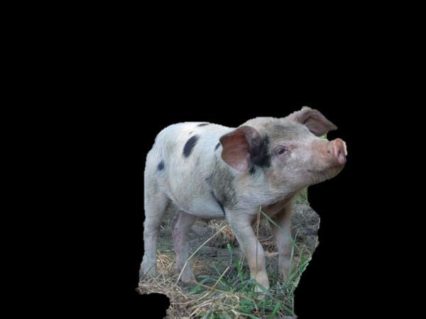 Gloucestershire Old Spots pig Polka-dot Pig Noted for its distinctive white coat with