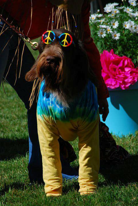 : From Susan Dean: Here is a photo of Rocket in his grand prize winning costume from Barktoberfest in Bandon Oregon.