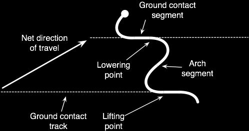 Limbless Locomotion: Sidewinding Snake travels at an angle going backwards Sections of