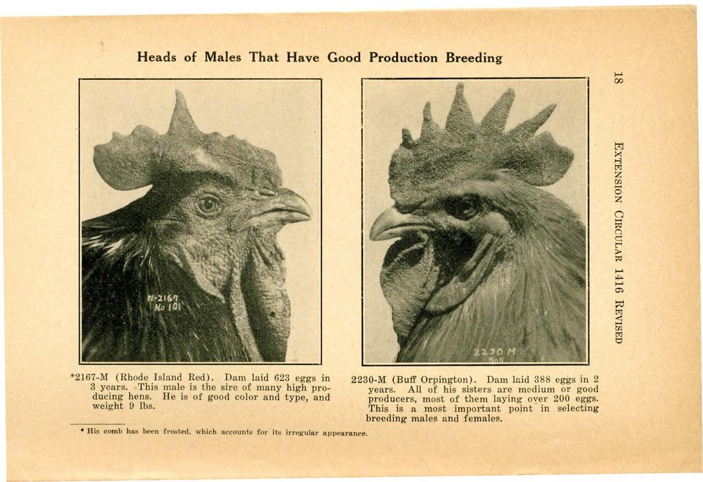 Heads of Males That Have Good Production Breeding 1-' t:ij :>< 8 trl z Ul... z... c:: t"' > 1-' I-' "'" en trl <:... Ul trl *2167-M (Rhode Island Red). Dam laid 623 eggs in 3 years.