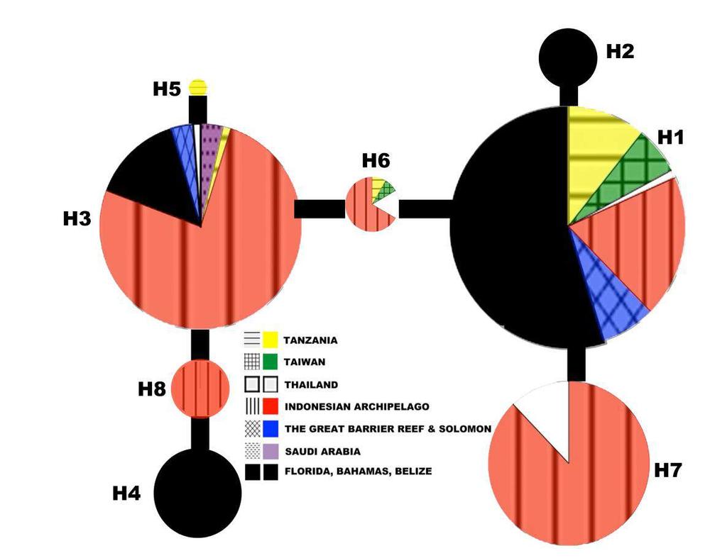 RESULTS 8 haplotypes 2 identical haplotypes for: X. testudinaria (206 sequences) X. bergquistia (4 sequences) X.