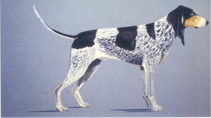 9 LUCERNE HOUND This illustration does not