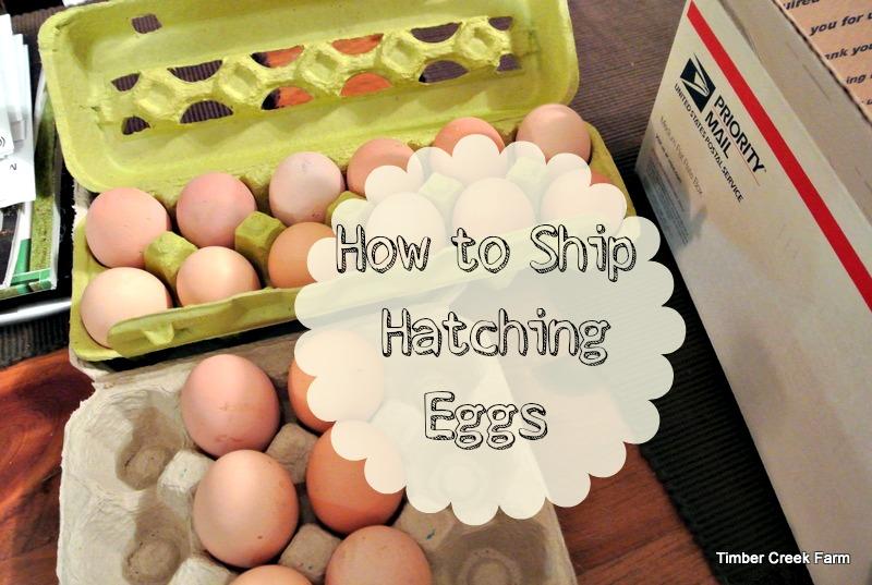 Shipping Hatching Eggs (For the First Time) Shipping hatching eggs is very easy. Follow the steps below for an easy to follow method.