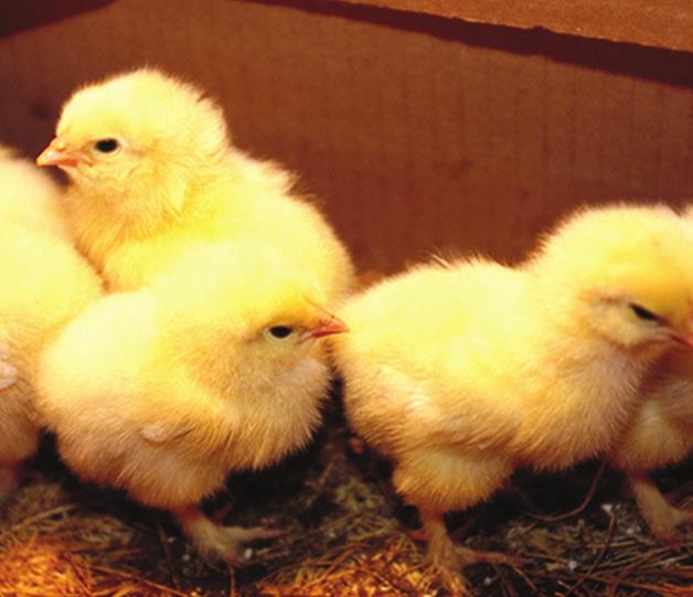 Hatching Live Chicks in your Classroom? Utah Agriculture in the Classroom has you covered. Find curriculum resources as well as incubating and hatching tips on our website at http://bit.