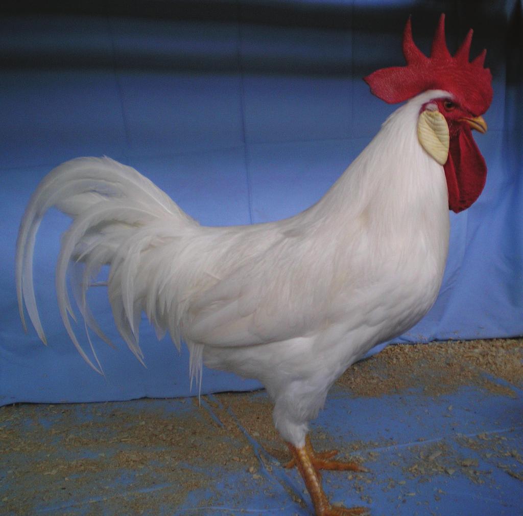 Parents/Offspring: Leghorns Strengths: Leghorns are good layers of white eggs, laying an average of 280