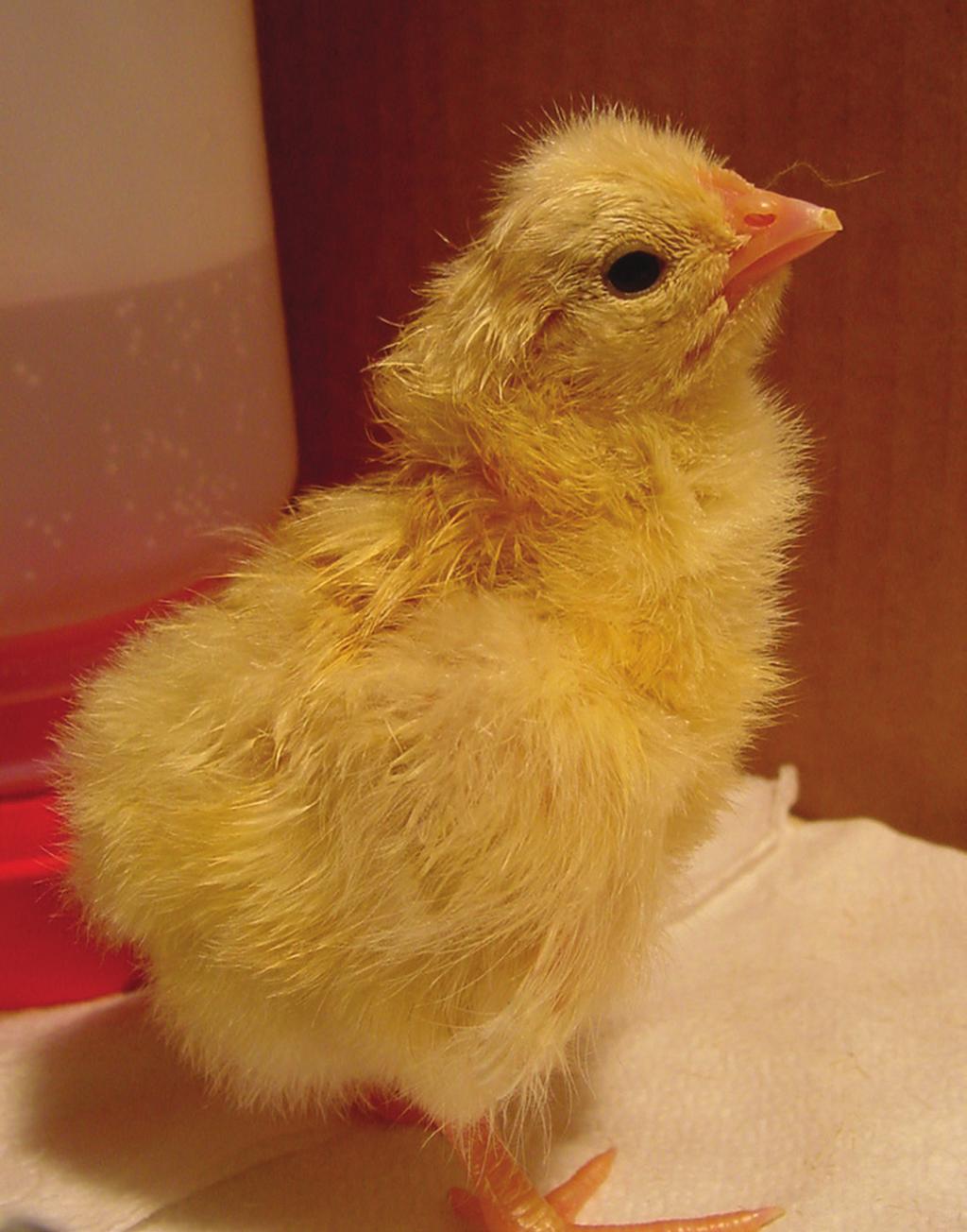 The Leghorn is a light weight breed that matures quickly.