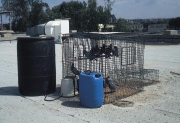 pigeons in Israel aerodromes and other sites. Below: Forest s modified crow trap.