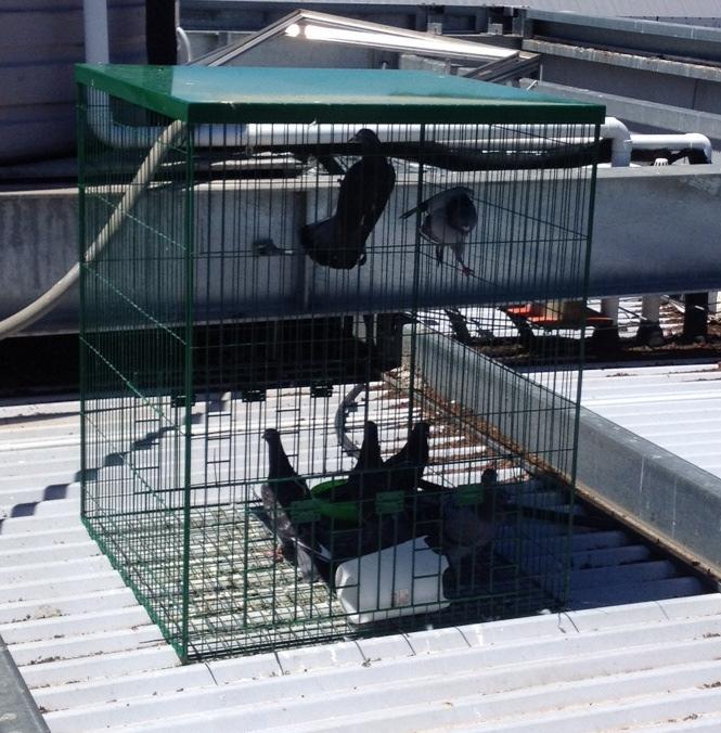 Above shows the Pigeon Magnet in an ideal location flat roof, secured and close to the external roosting area.