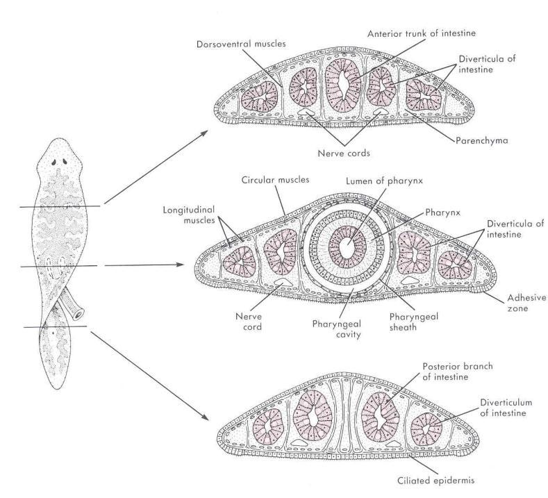 Phylum Platyhelminthes Flatworms The Acoelomates The acoelomates are animals that lack a coelom.