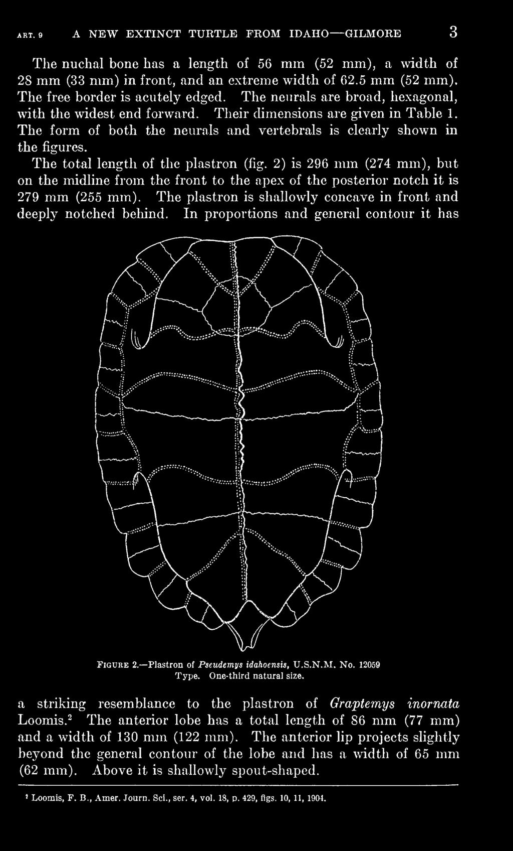 In proportions and general contour it has Figure 2. Plastron of Pseudemys idahoensis, U.S.N.M. No. 12059 Type. One-third natural size.