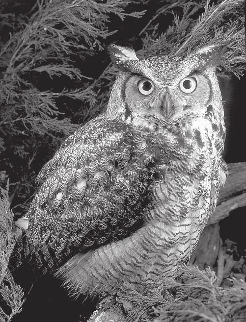 Lesson 3 Great Horned Owl Great Horned Owls Hoo, hoo-oo, hoo, hoo! A great horned owl hoots in the night. Maybe it is hunting for a rabbit to eat.