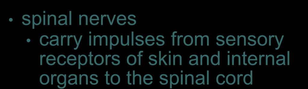 Two Types of Nerves spinal nerves carry impulses from