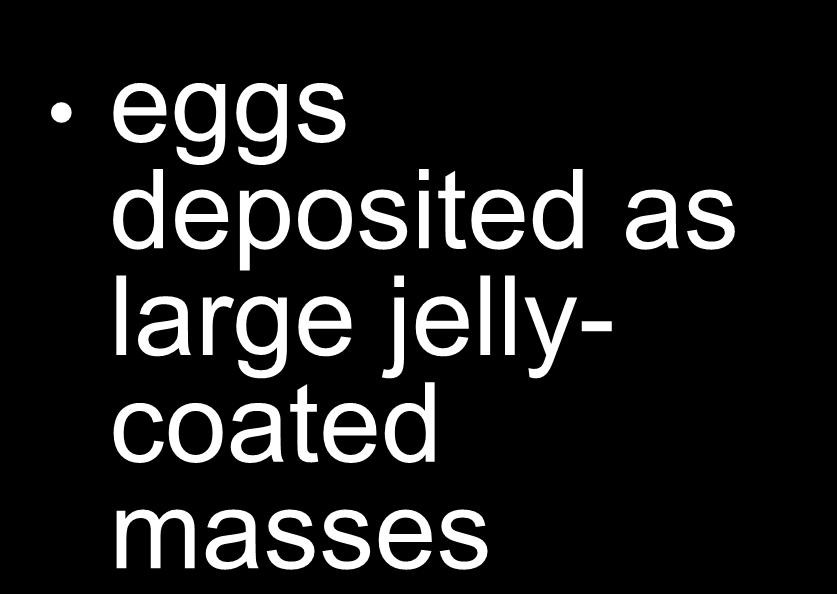 Frogs eggs deposited