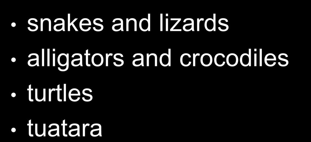 alligators and