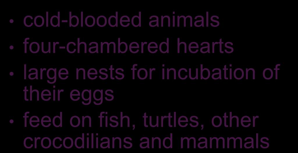 Crocodilians cold-blooded animals four-chambered hearts large nests for
