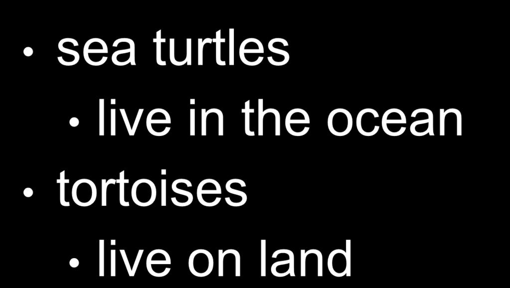 Turtles sea turtles live in