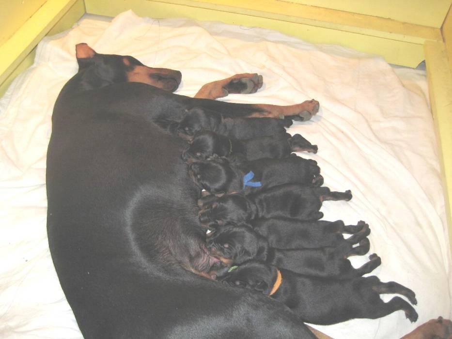 -3- Irene Hetrick's Jamaica had 7 pups - 5 girls,