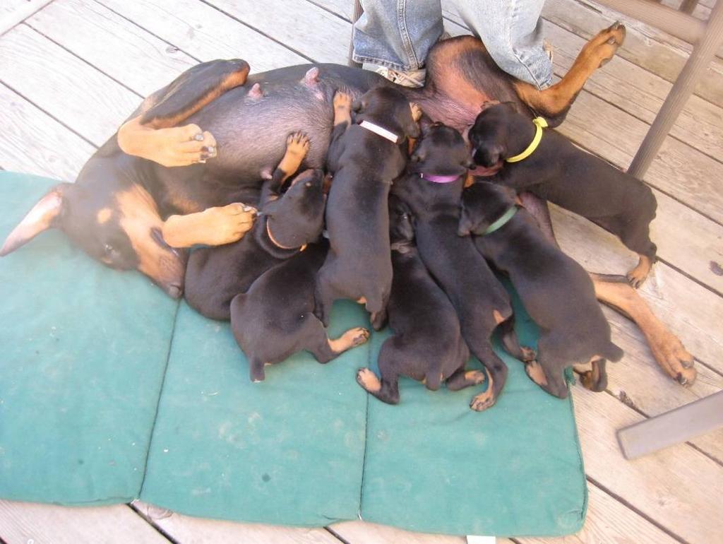 Above: Jamaica and her newborns.
