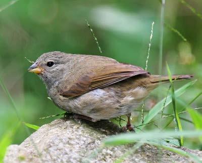 The large ground finch has an enormous beak. Snapping open the woody seeds of plants, like the puncture vine, is a cinch for this finch!