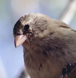 The sharp-beaked ground finch lives on Wolf and Darwin Islands. This finch usually eats seeds and insects.
