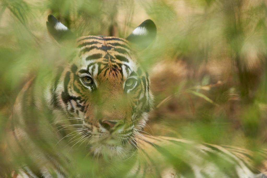 Special Notes Sometimes we will be driving round the tracks in the park at a gentle pace looking for other subjects as well, but then all of sudden we have contact that a tiger has been spotted and