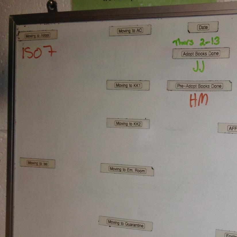 Dane County Humane Society When cat is to be moved within shelter, Rounds team places request on Move Board.