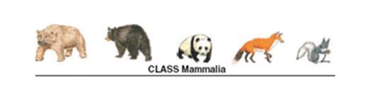 The Class is the second largest of the Taxa after Phylum.