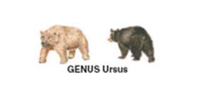 Genus is a group of similar species.