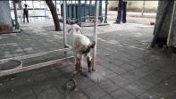 diarrhoeic goats brought to the TVCC of this institute.
