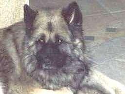 17, 1993 - May 2004 (11 years old) Natural causes Owner Johanne Parent Chipsy vom